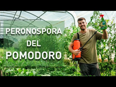 TOMATOES all SICK, 3 mistakes to avoid