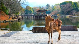 Japonya Geyiklerle Dolu Nara Park, Bambu Ormanı Ve Yasaka Tapınağının Mistik Atmosferi