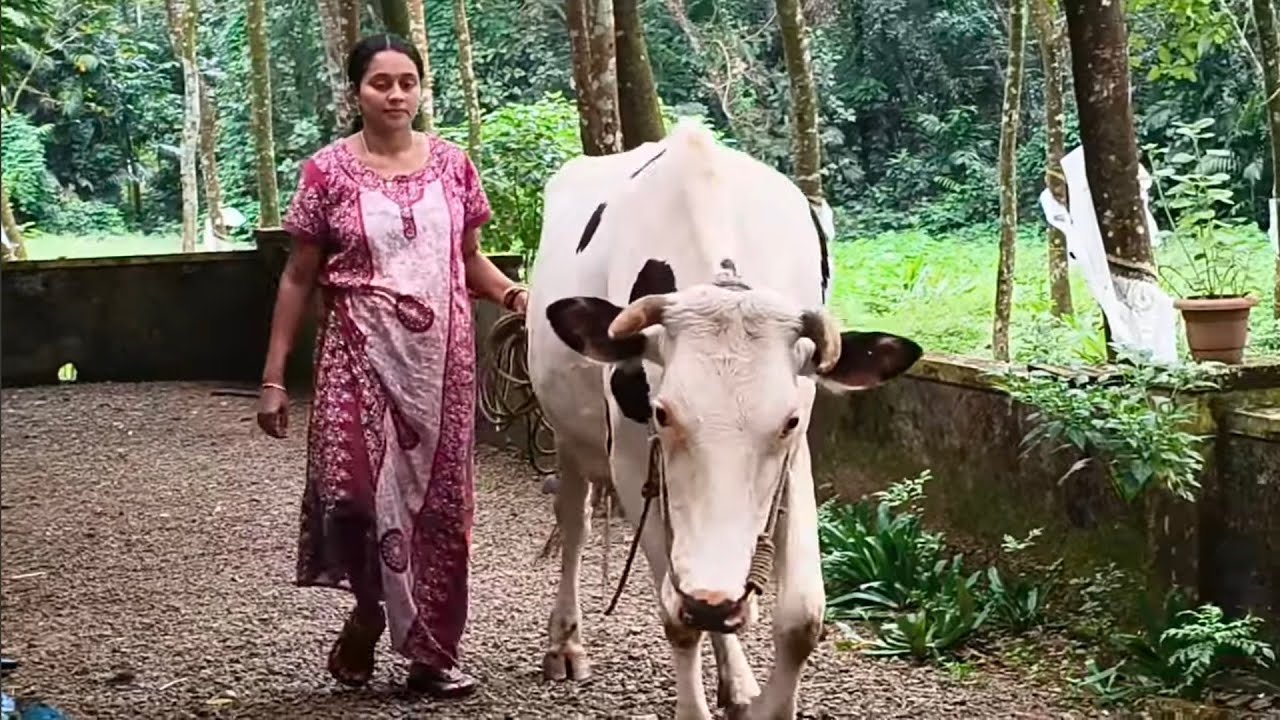 Pasuvine karakkan poyalo.ellavarum vayo...😎😍😍