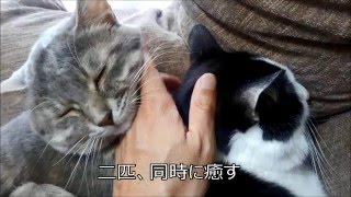 猫を癒す