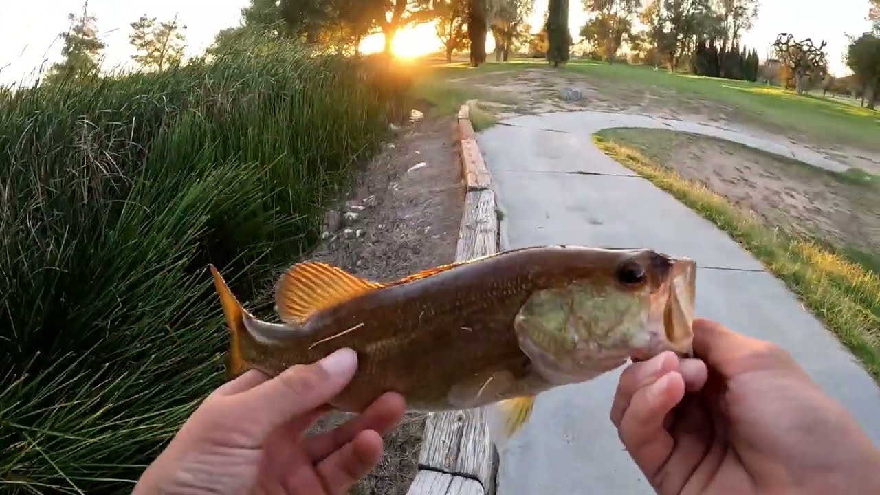 Pond Bass Fishing