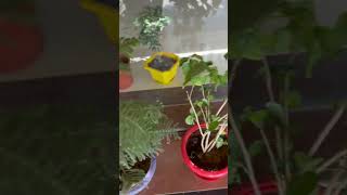 Oyo Rooms India  ytshorts jaipur