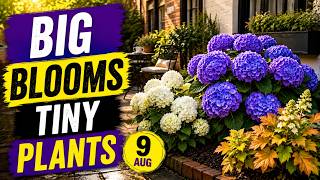 Too Lazy to Garden Plant These 9 Dwarf Hydrangeas in August Big Blooms for Small Yards