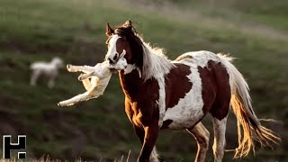 Лошадь Было не Остановить / Случаи с Животными Снятые на Камеру