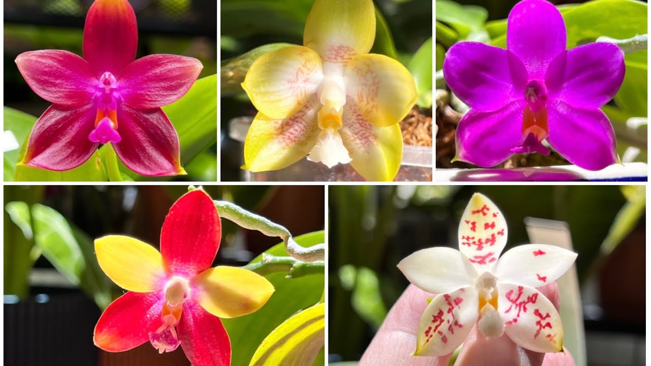 五棵珍奇蝴蝶兰Five Novelty Phalaenopsis Orchids - YouTube