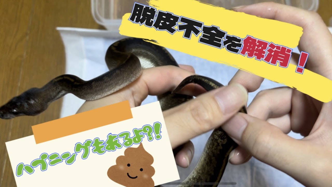 ボールパイソン】脱皮不全を解消するよ！！【ハプニングあり