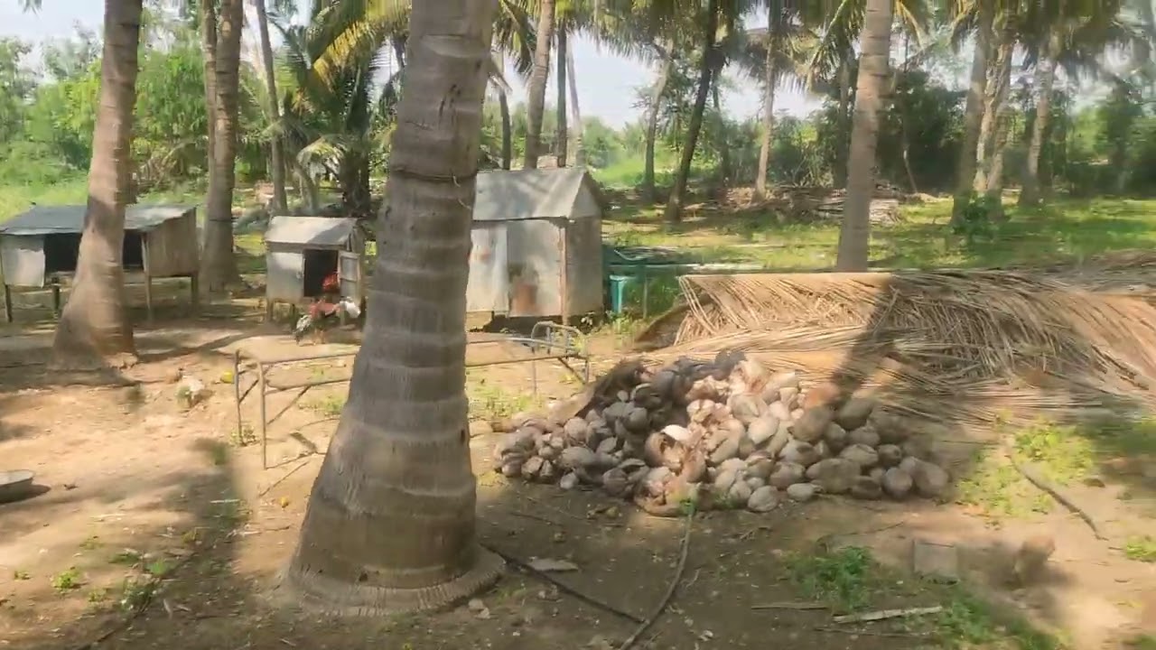 பண்ணை வீட்டுடன் ஒரு ஏக்கர் தென்னந்தோப்பு விற்பனைக்கு