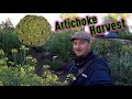 Growing And Harvesting Artichokes | Growing Food At Home Is Easy!