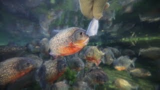 ピラニアに手で餌付け Youtube ピラニアに手で餌付け Youtube