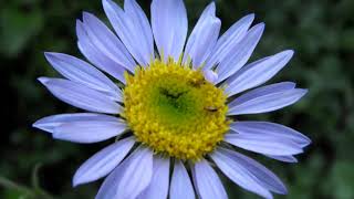 The Tribes Of The Sunflower Family