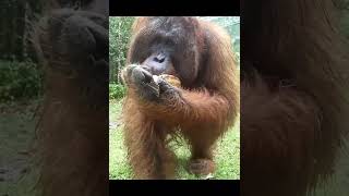 Orangutan Fed Bananas.
