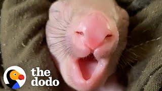 Woman Fills Her House With Tiny, Pink Baby Wombats | The Dodo Heroes