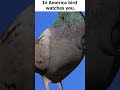 How a bird works (original) #birds #memes
