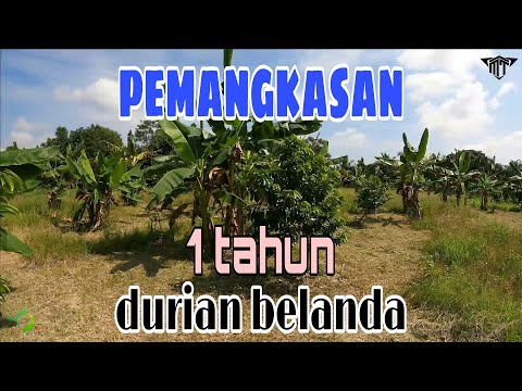 Video: Pemangkasan Pokok Buah Memastikan Penuaian