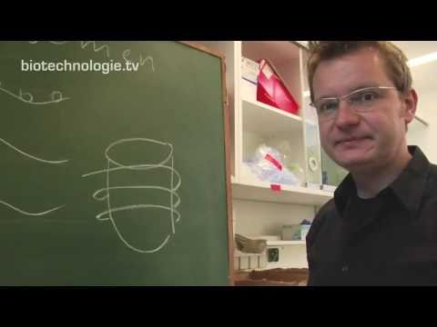 Video: Variation Der Kopienzahl Und Gehirnstruktur: Lehren Aus Chromosom 16p11.2