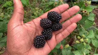 EARLY BLACKBERRIES! ~ Prime Ark Freedom Blackberries