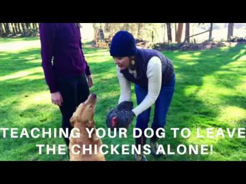 Video: Jak disciplínovat psy, kteří jedí kuřata