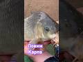 Рыбалка на Карпа. Не пожалели садок и спали рыбалку.