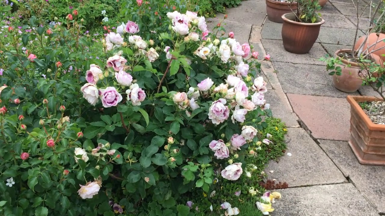 Ansley Gardens 2020 YouTube