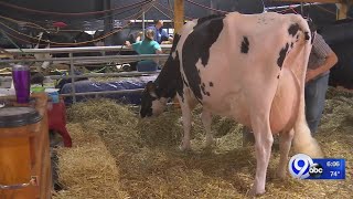From cow to cup: NewsChannel 9's Nicole Sommavilla learns what it takes to be a dairy farmer