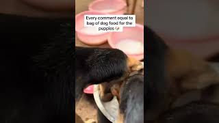 Our Paypal Link In The Bio For More Food 