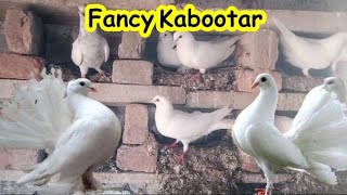 Fancy kabootar | Kabootar Breeding | Fancy Pigeon | Kabootar Hi Kabootar