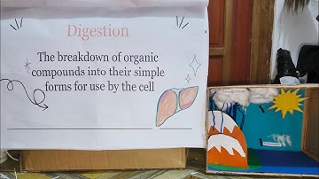 IMs for TTL 1: Water Cycle Diorama & Digestive System Flipchart | John Leo Margarejo, BSED 3–Science