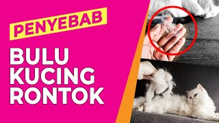 Penyebab Bulu Kucing Rontok by Petshop Indonesia