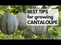 BEST TIPS For Growing CANTALOUPE Grow SWEET FLAVORFUL Cantaloupe With These Tips 