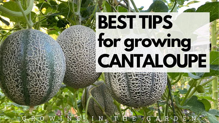 BEST TIPS for growing CANTALOUPE: Grow SWEET, FLAVORFUL cantaloupe with these tips. - DayDayNews