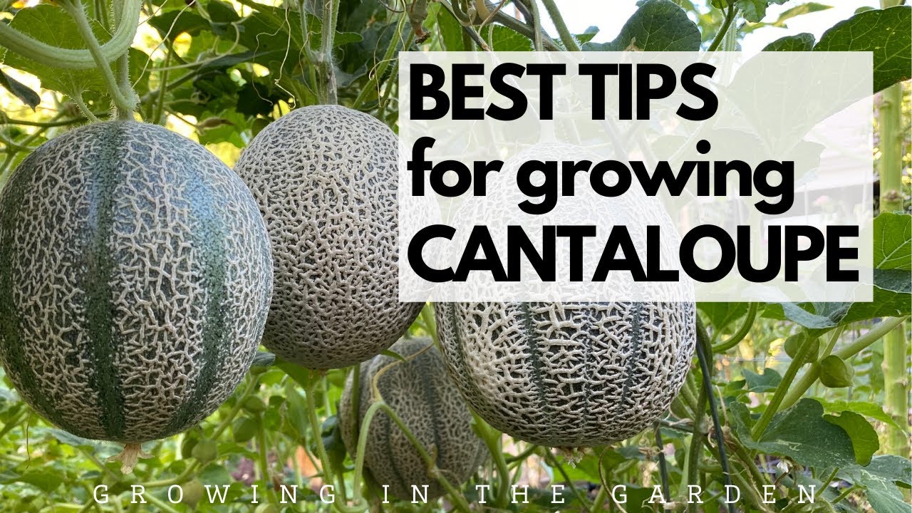 Where Does Cantaloupe Grow Best 