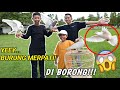 BERBURU IKAN CHANA VIRAL, TAPI DAPETNYA BURUNG MERPATI?! | Mikael TubeHD