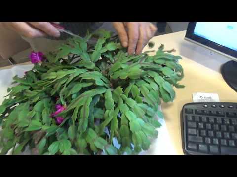 Wideo: Kwiat Godzinki Roślina - Informacja o Kwiecie Hibiskusa na Godzinę