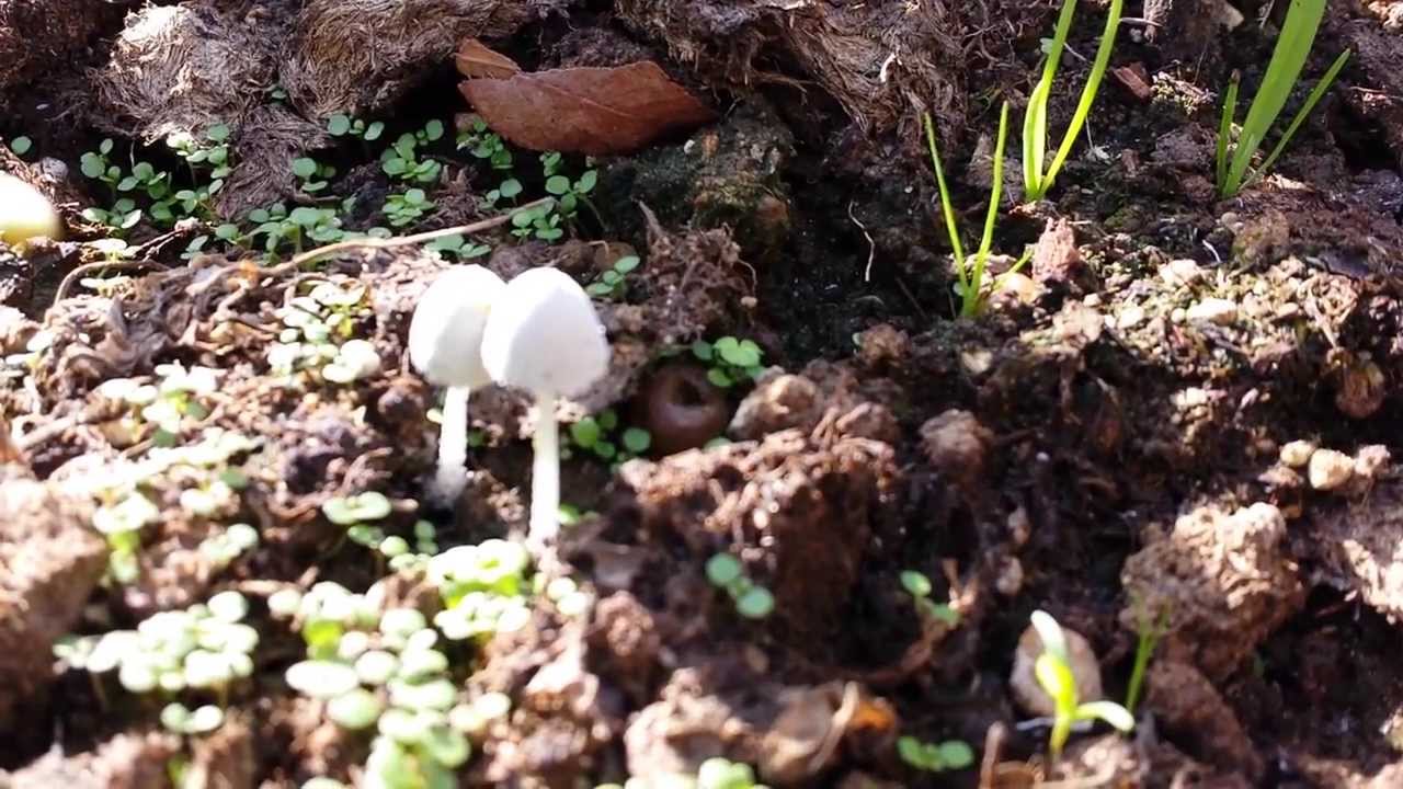 Mushrooms In The Raised Bed Garden Youtube