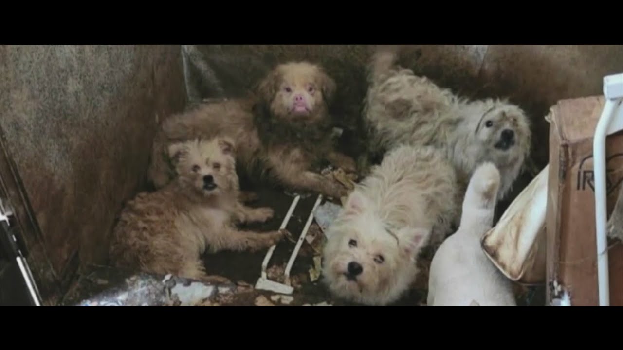 Dozens of dogs rescued from Brooklyn home - YouTube