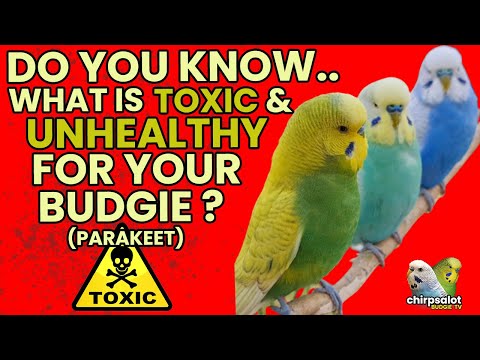 Video: Essential Parakeet Diet och Food: Vad matar en Budgie (Parakeet)