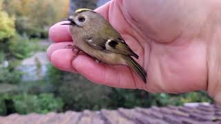 Wintergoldhähnchen erholt sich nach Fensteraufprall in 4k