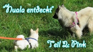 Nuala entdeckt - Teil 2: Pink (Tervueren 11 Monate, Islandhund Welpe 9 Wochen, Amira's Blog) by MsAmiratastic 2,133 views 9 years ago 5 minutes, 35 seconds