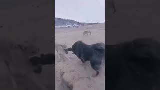 كلب التيبتان ماستيف ضد الذئاب في معركة البقاء للاقوى