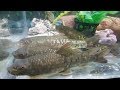 Fish In Aquarium || Sodhai fish in aquarium