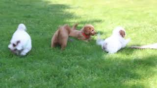 Mini Goldendoodle Puppies For Sale