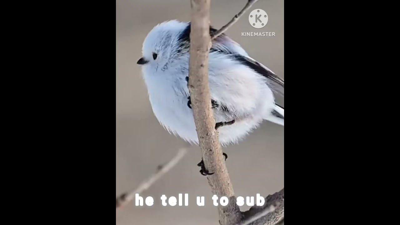 Footage Of Shima Enaga Bird || 🐦 - YouTube