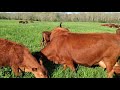 Here is how to make a good living grazing grass.