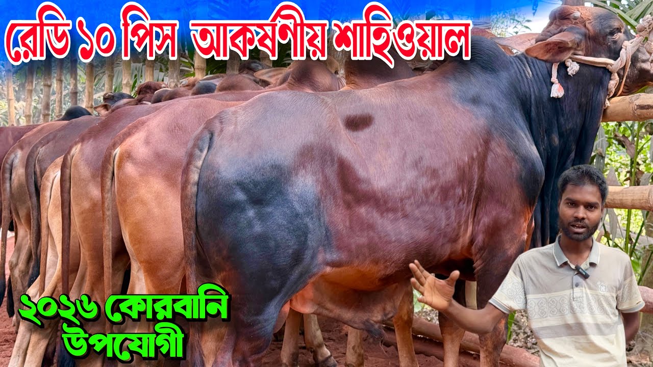 পাইকারি দামে রেডি ১০ শাহিওয়াল গরু – ২০২৬ কোরবানির সেরা প্রস্তুতি!।রাজশাহী সিটি হাট 