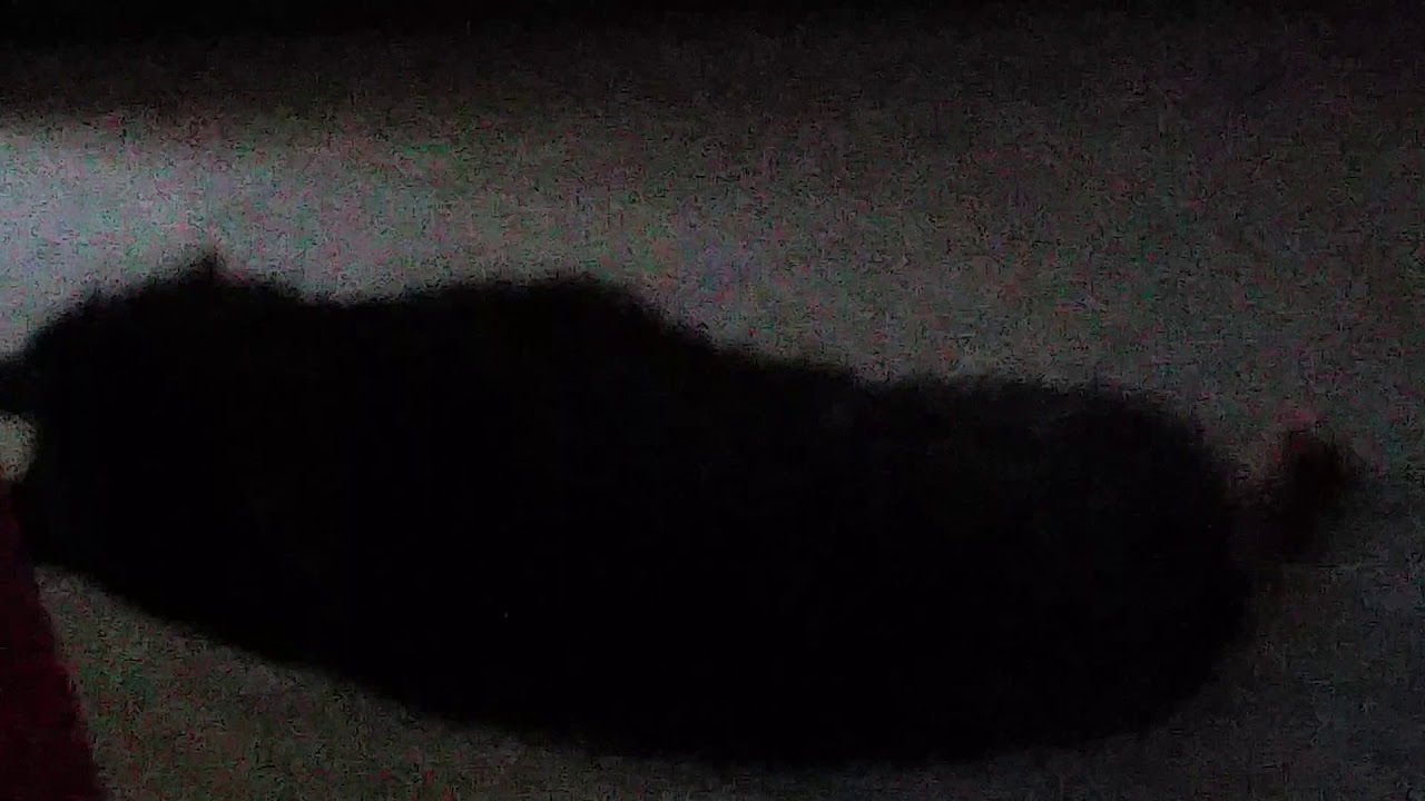 RDMVTL 18,135 ~ 3/30/2016 17 o17 {MY DOG STORY} RELAXING w/MAX @ CORNING , NY