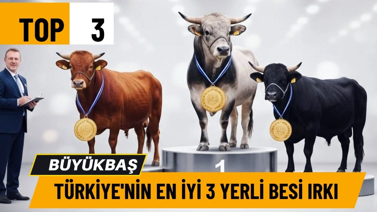 Yerli Besi Rehberi: Doğu Anadolu Kırmızısı, Boz Irk, Yerli Kara