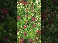 Red Guldaudi Flower Plant Red Guldaudi Flower Plant