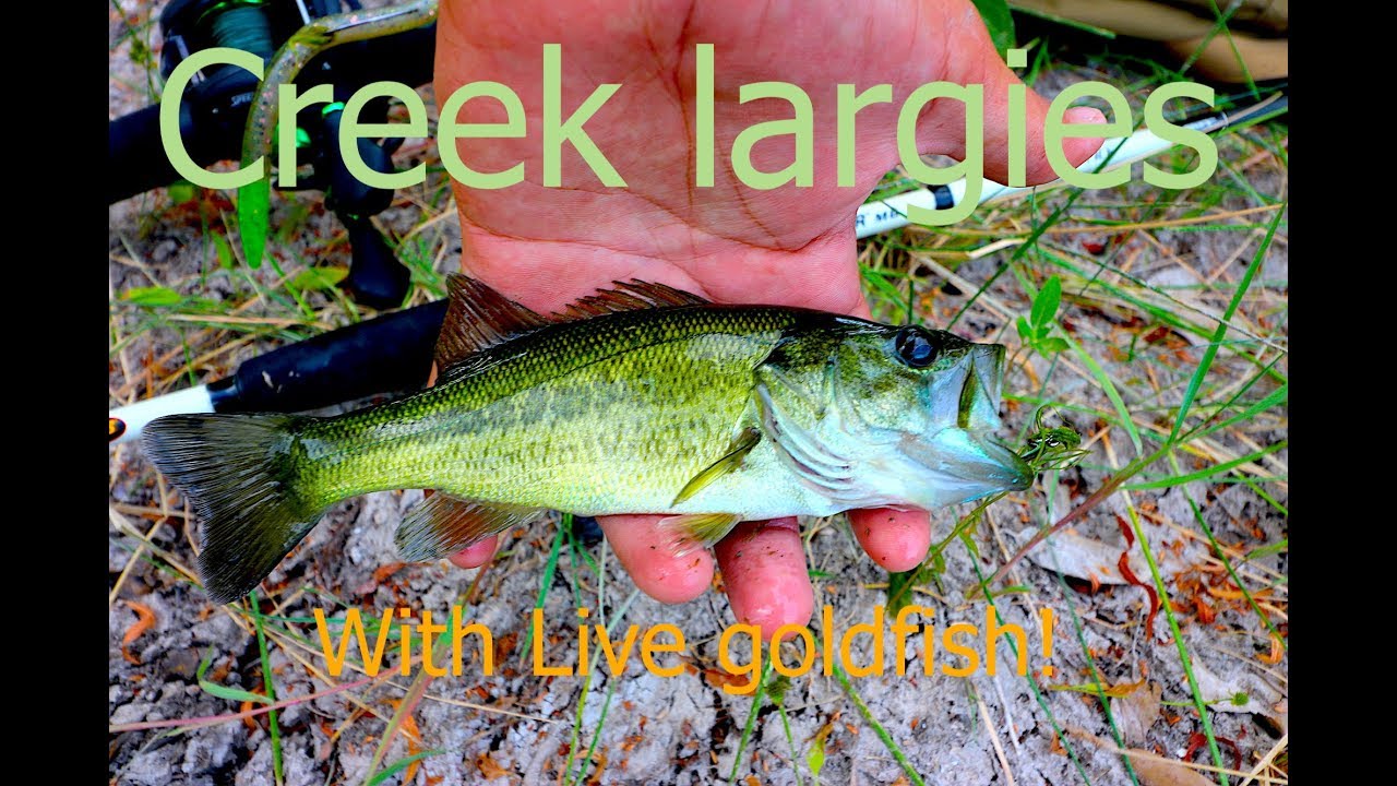 Creek fishing with live gold fish! YouTube