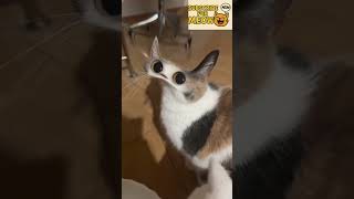 The Most Dramatic Meow Ever