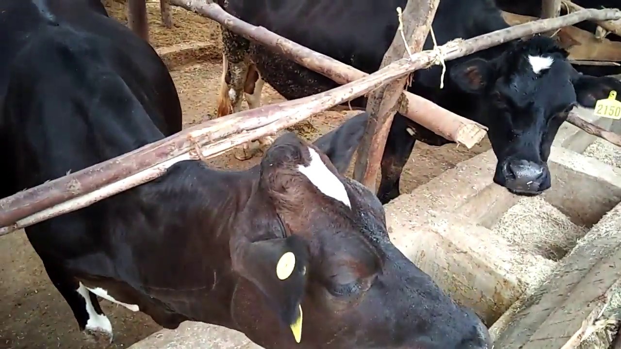 Feeding of Hydroponic Millet Fodder to Dairy Cows in Kenya